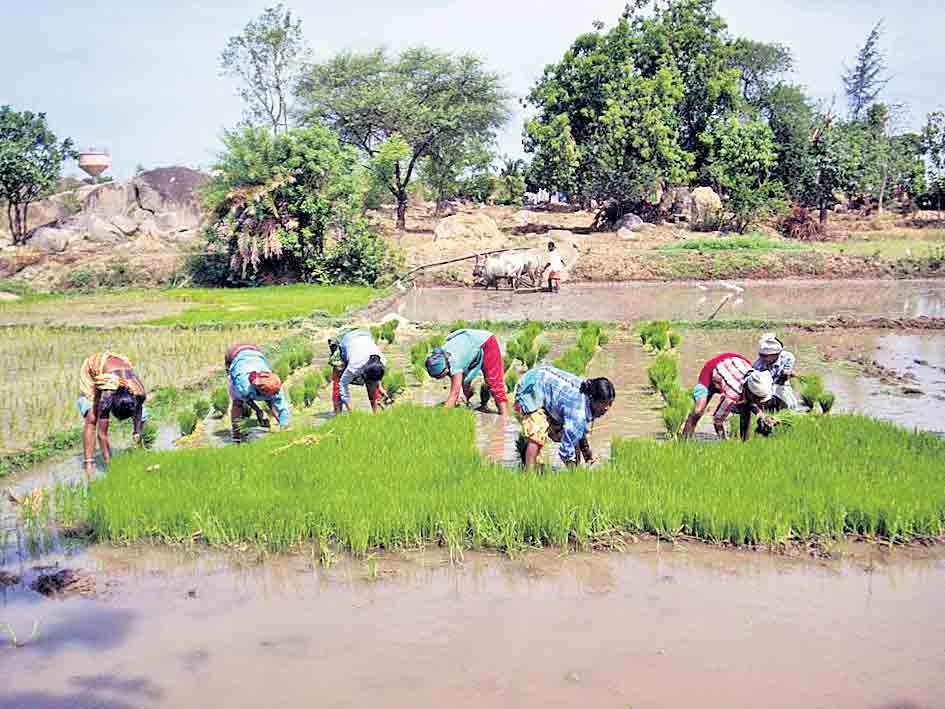 జోరుగా వరినాట్లు