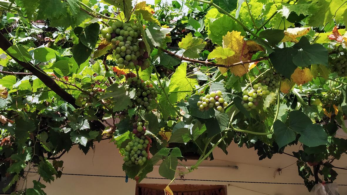 ఇంటి ముంగిటే ద్రాక్ష