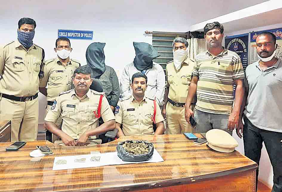 జహీరాబాద్‌లో గుప్పుమంటున్న గంజాయి