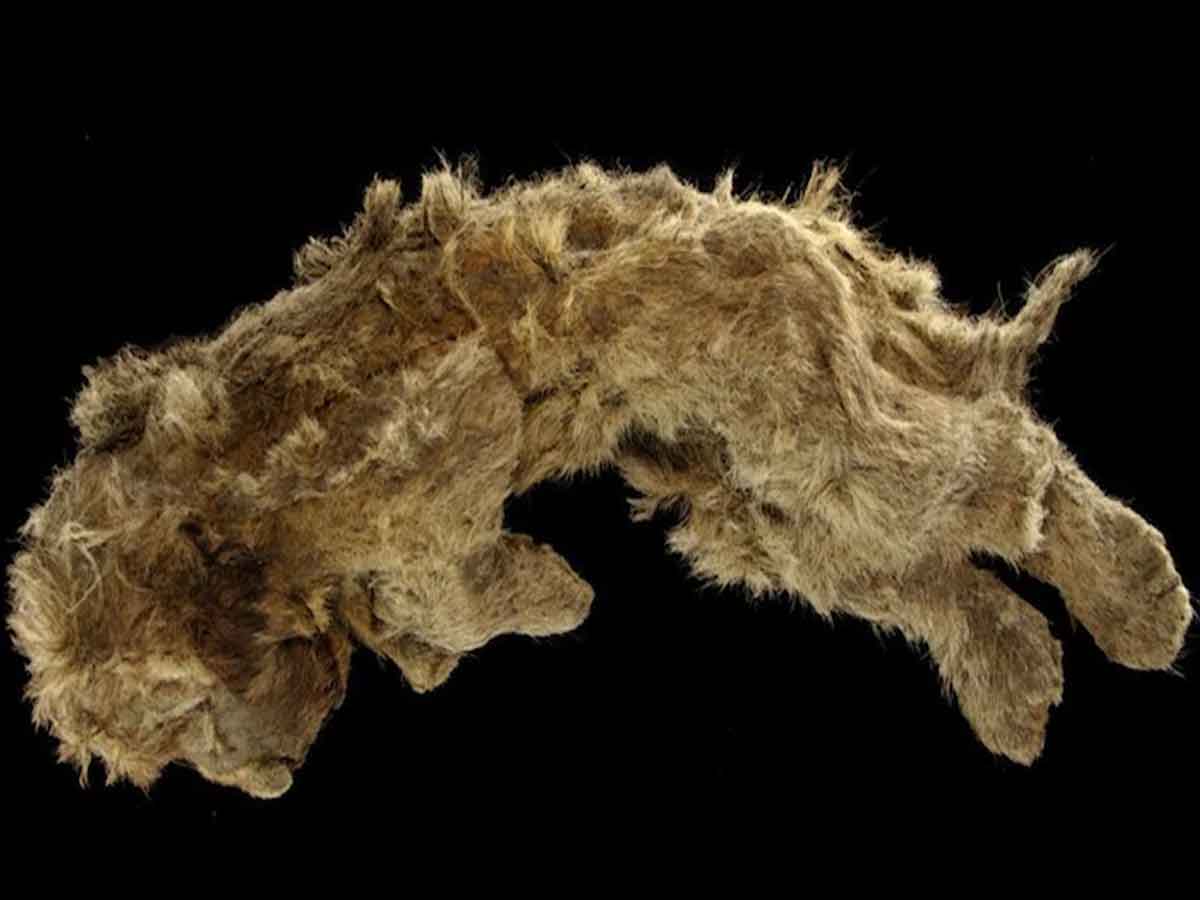 ఈ సింహం పిల్ల వయసు 28 వేల ఏండ్లు..!