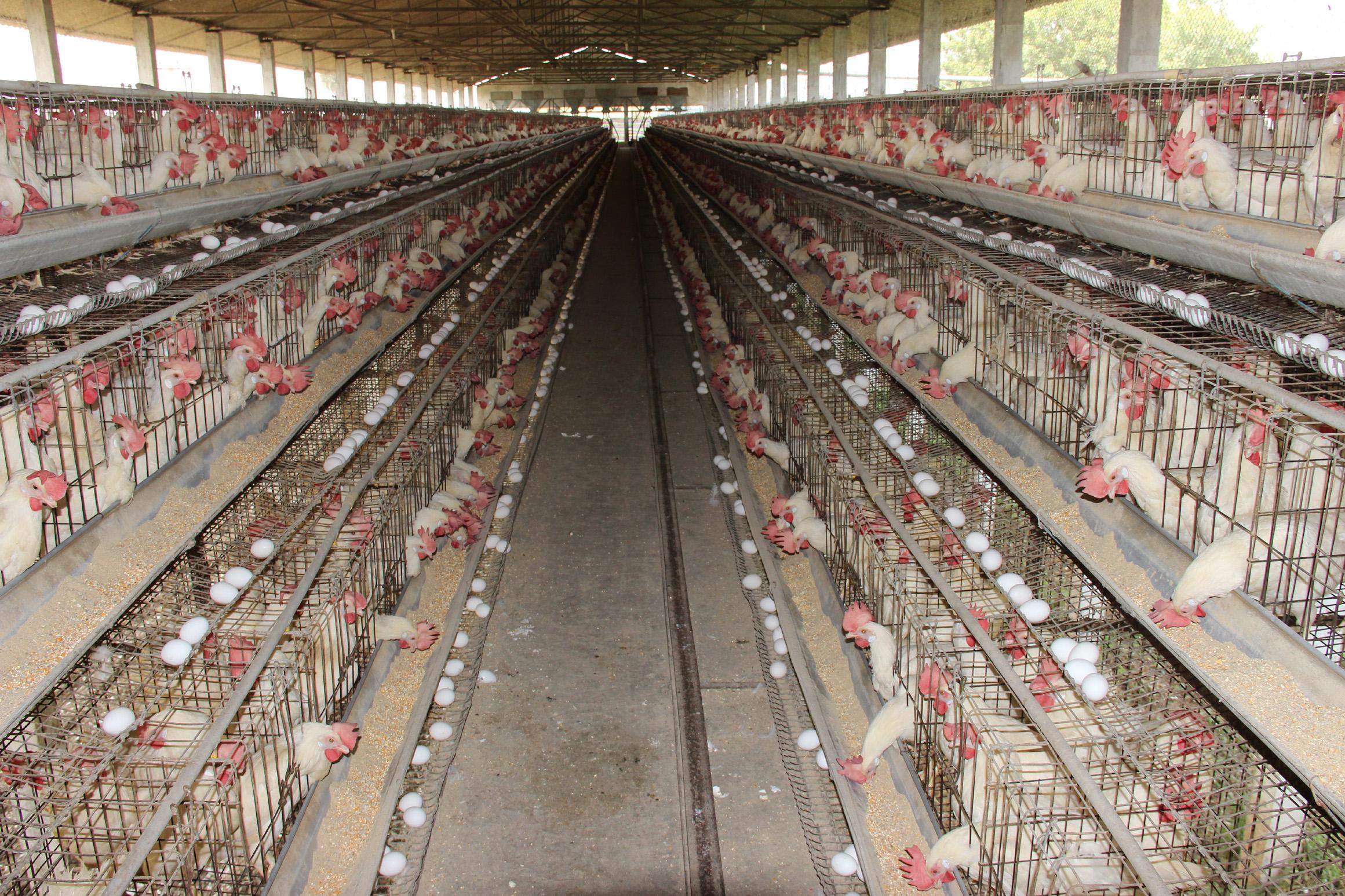 పాడి, పౌల్ట్రీ అనుబంధ సంస్థలకు విద్యుత్‌ సబ్సిడీ