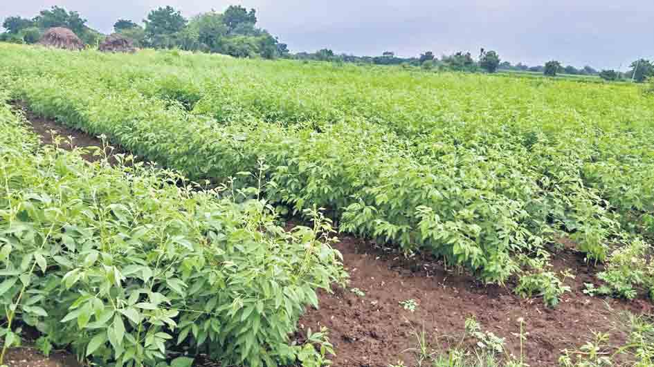 వాడుతున్న పంటలకు వానలతో ఊపిరి