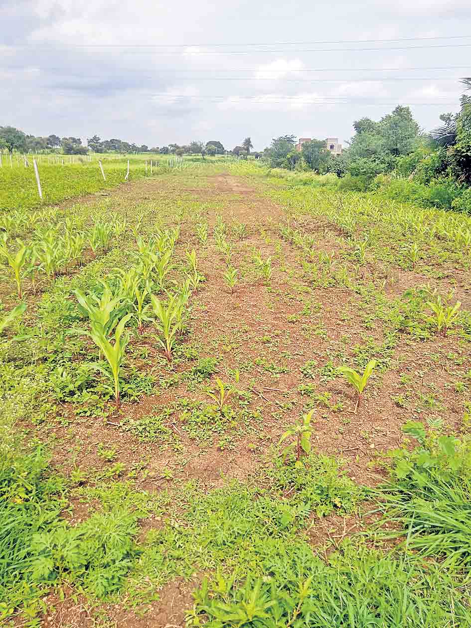 అటు ఉపాధి.. ఇటు ఆదాయం