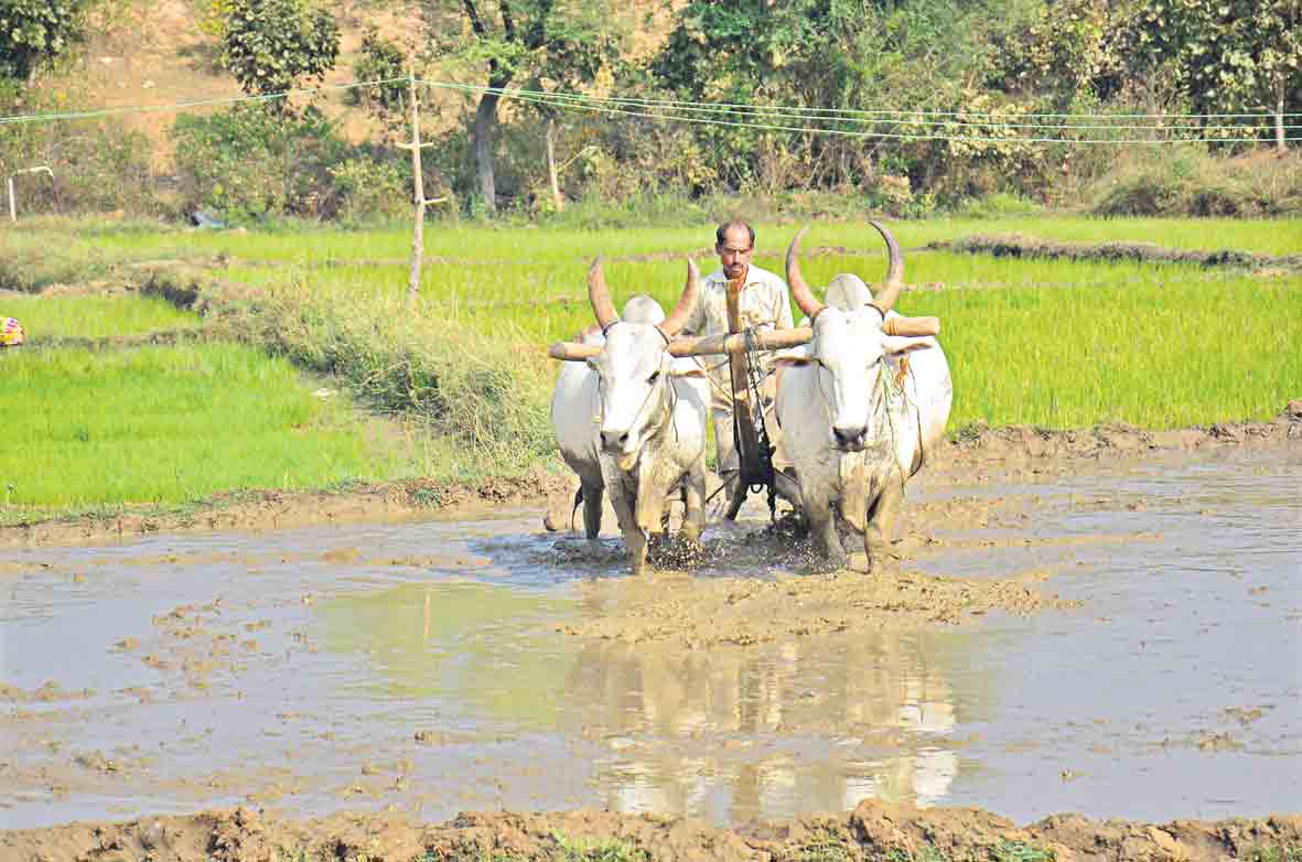 జిల్లాలో పాడిపరిశ్రమ అభివృద్ధికి కృషి