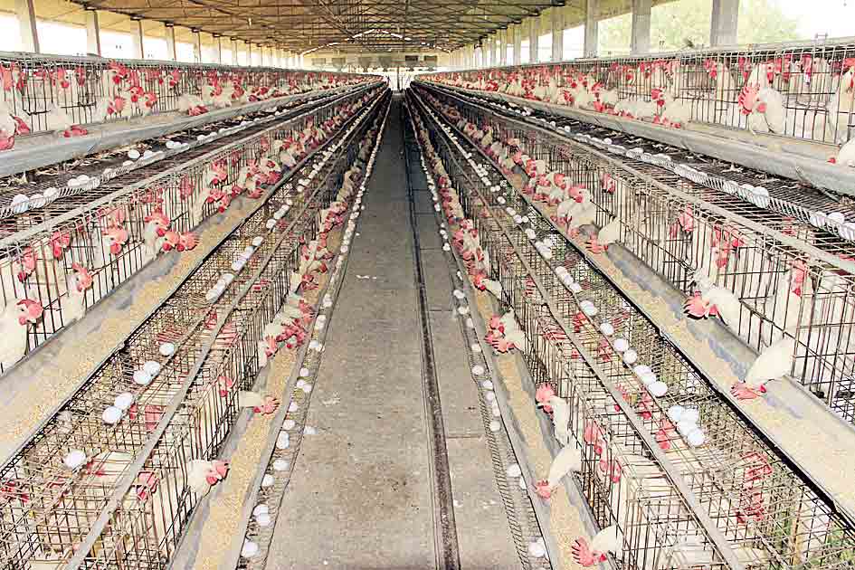 పాడి పౌల్ట్రీకి సబ్సిడీ విద్యుత్‌