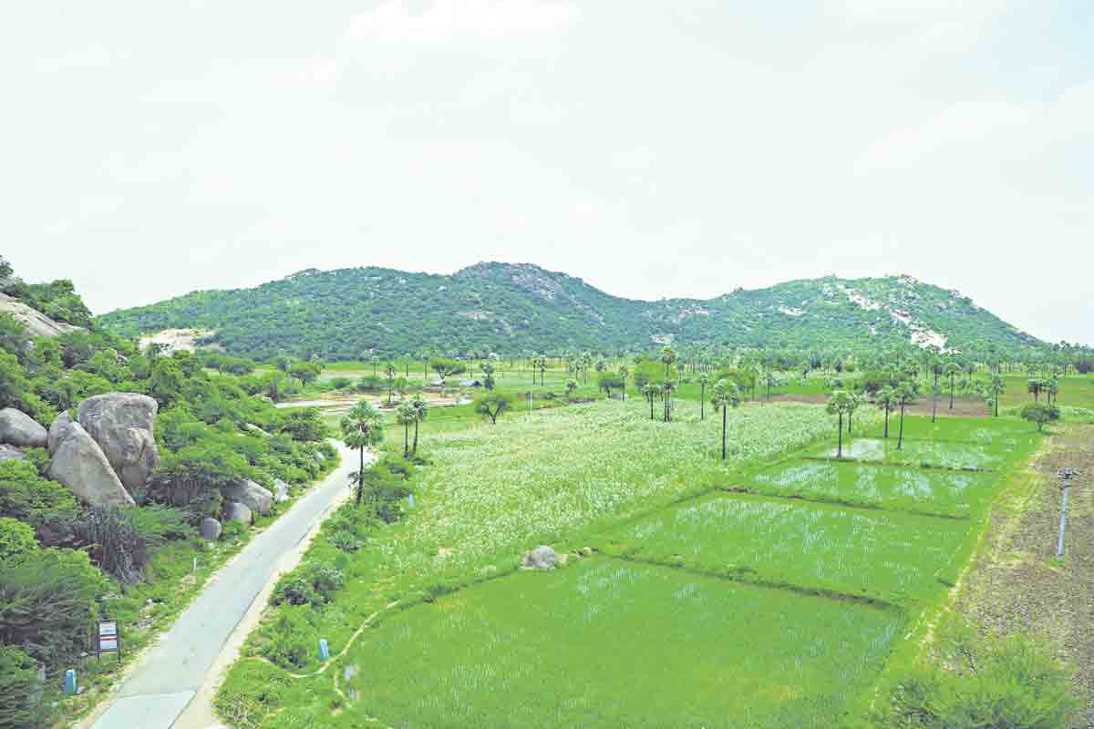 చూడచక్కని చరికొండ