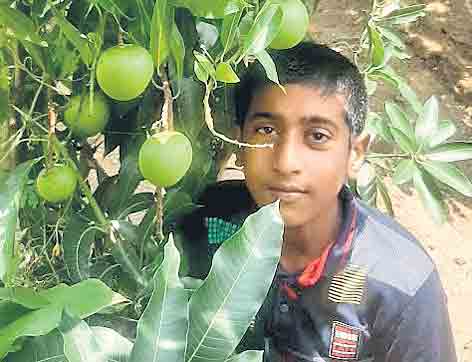 హరిత ఫలం.. ఏడాదికే కాసిన మామిడి కాయలు
