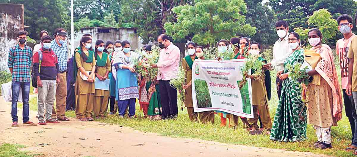వయ్యారి భామ పంటలకు ప్రమాదకారిణి