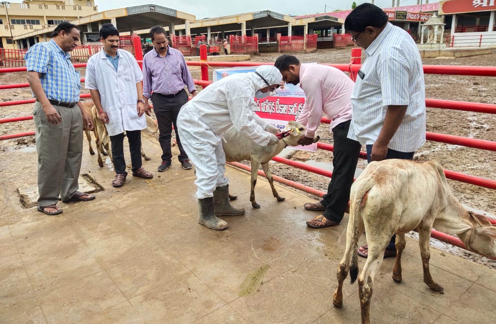 బ్రూసెల్లాసిస్ వ్యాధి నిరోధానికి లేగదూడలకు టీకాలు