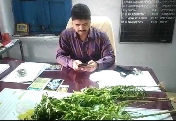 ఏరియా దవాఖానలో గంజాయి మొక్కల కలకలం