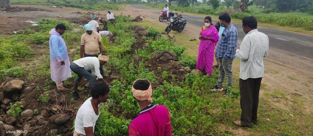 నాటిన మొక్కలను సంరక్షించాలి