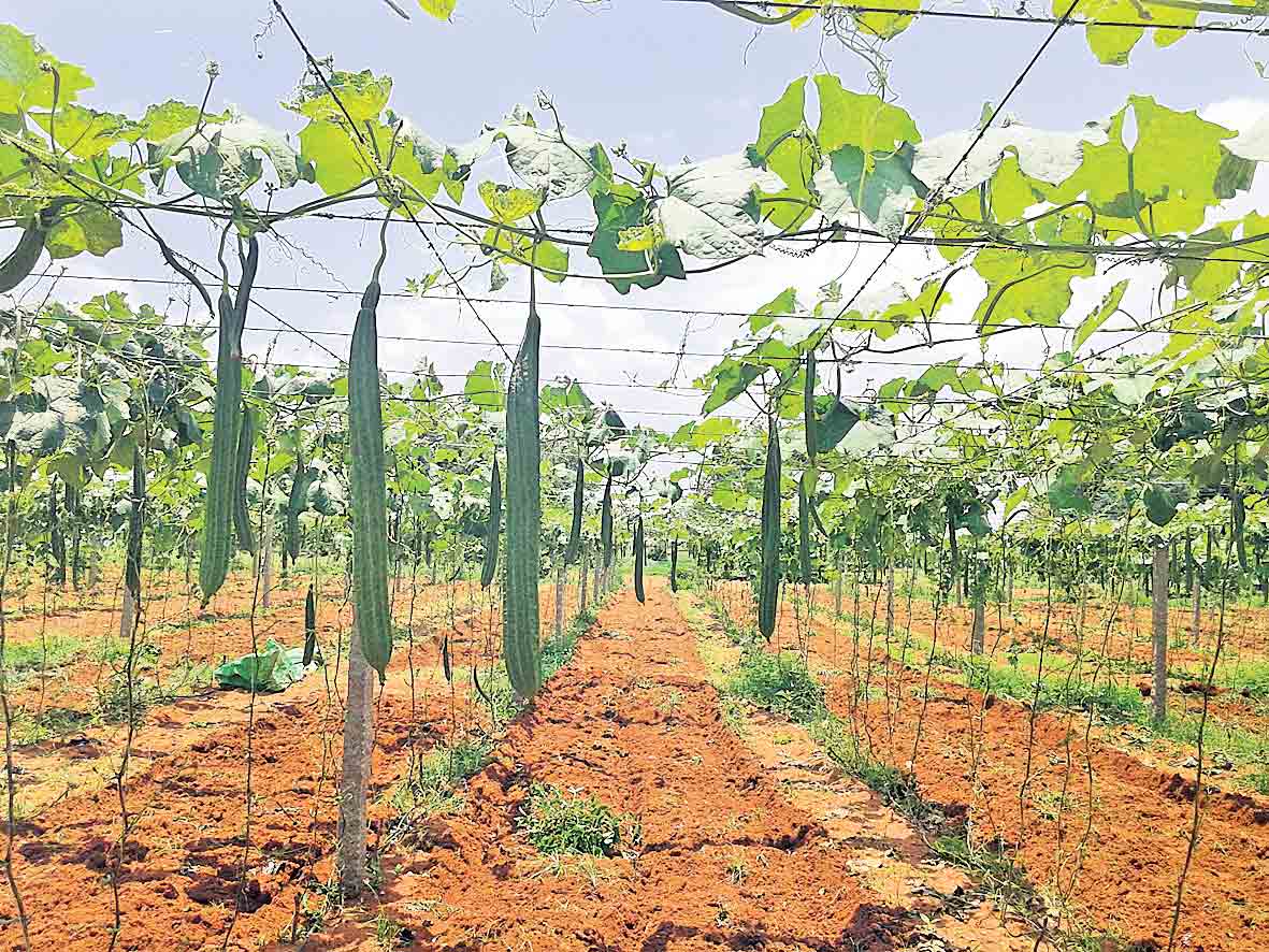 బిందుసేద్యం రైతులకు లాభం