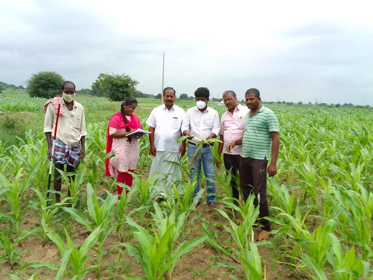 కత్తెర పురుగు నివారణకు చర్యలు తీసుకోవాలి