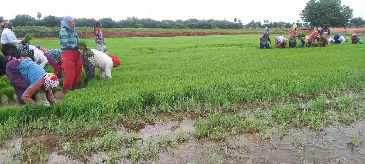 ఆకుపచ్చగా ఆయకట్టు