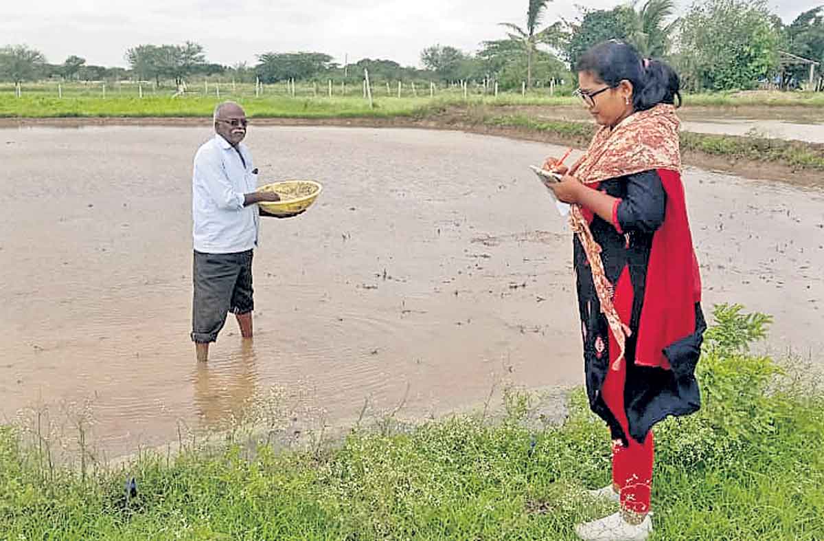 ‘వెదజల్లడం’పై రైతుల ఆసక్తి