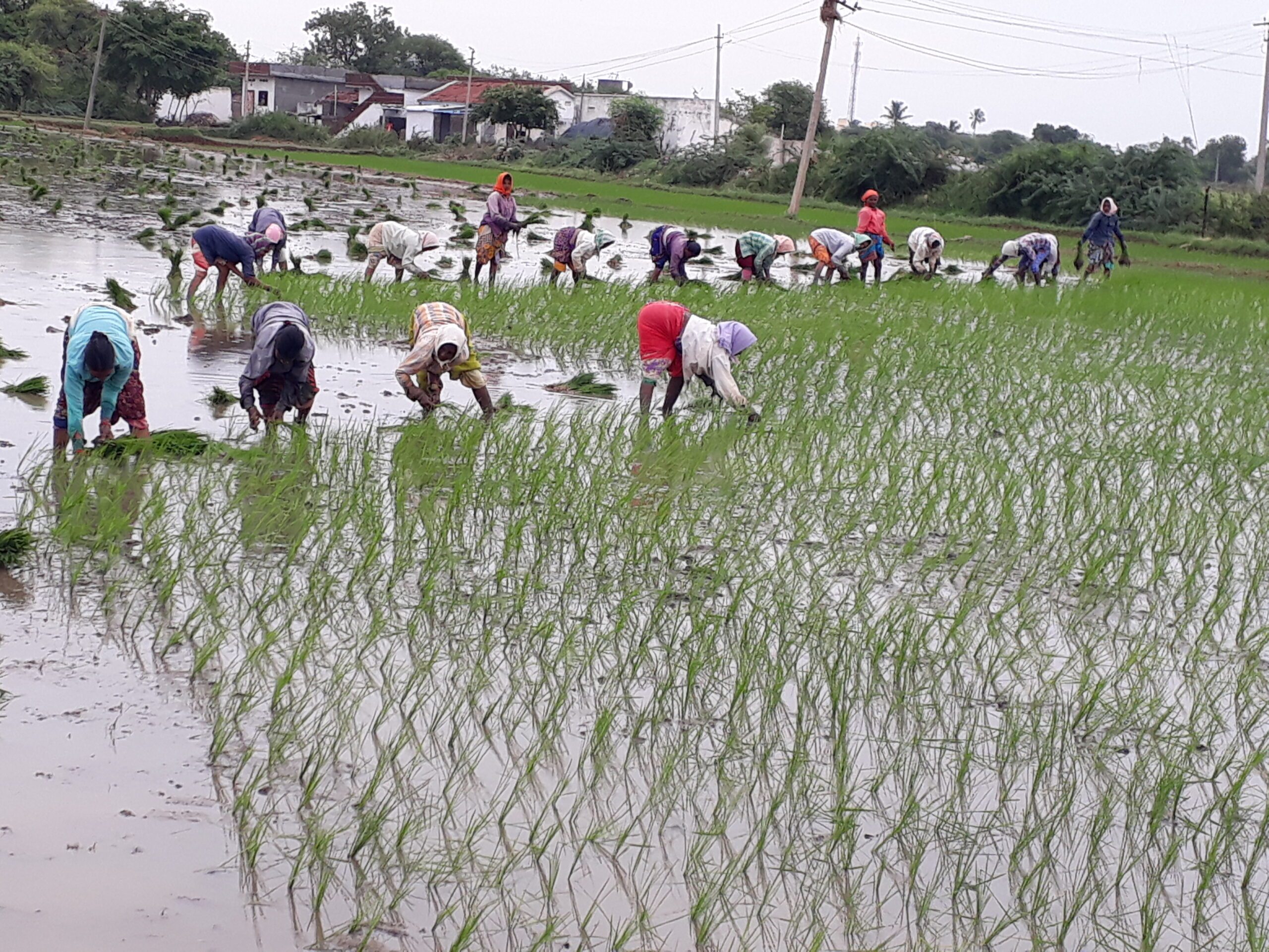 శాలిగౌరారం: ఆయకట్టులో సాగు సందడి