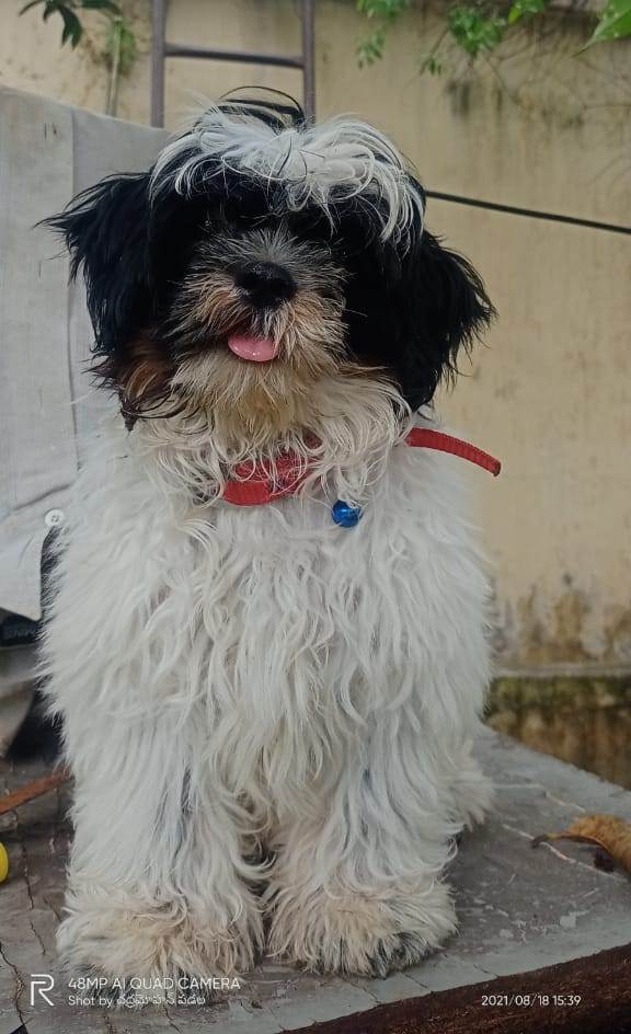 కుక్కపిల్లను దొంగిలించిన యువకుడు.. పోలీసుల‌కు దంపతుల ఫిర్యాదు