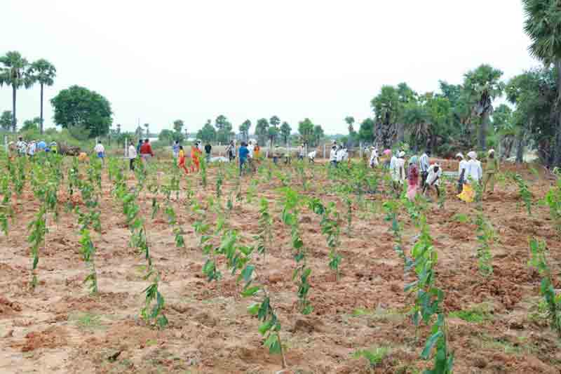 బ్రహ్మాండంగా బృహత్‌ వనాలు