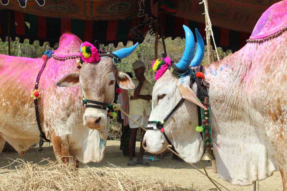 నల్లమల రాజసం