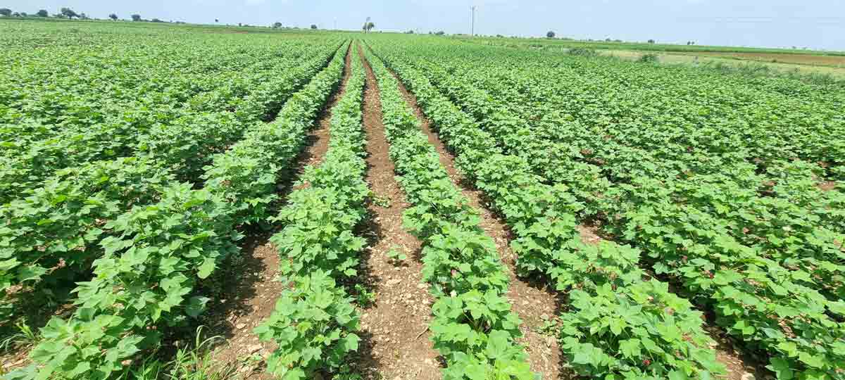 మెట్ట పంటలకు మేలు