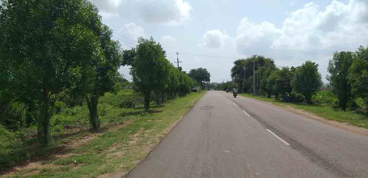 అడుగడుగునా హరితశోభ