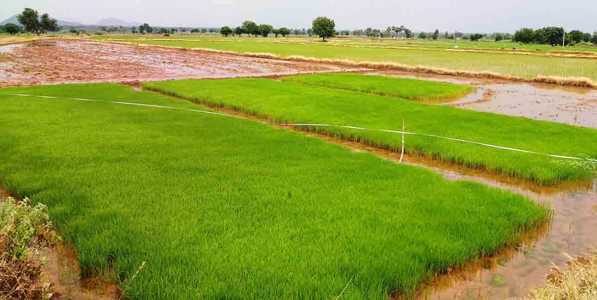 జోరుగా వరి నాట్లు