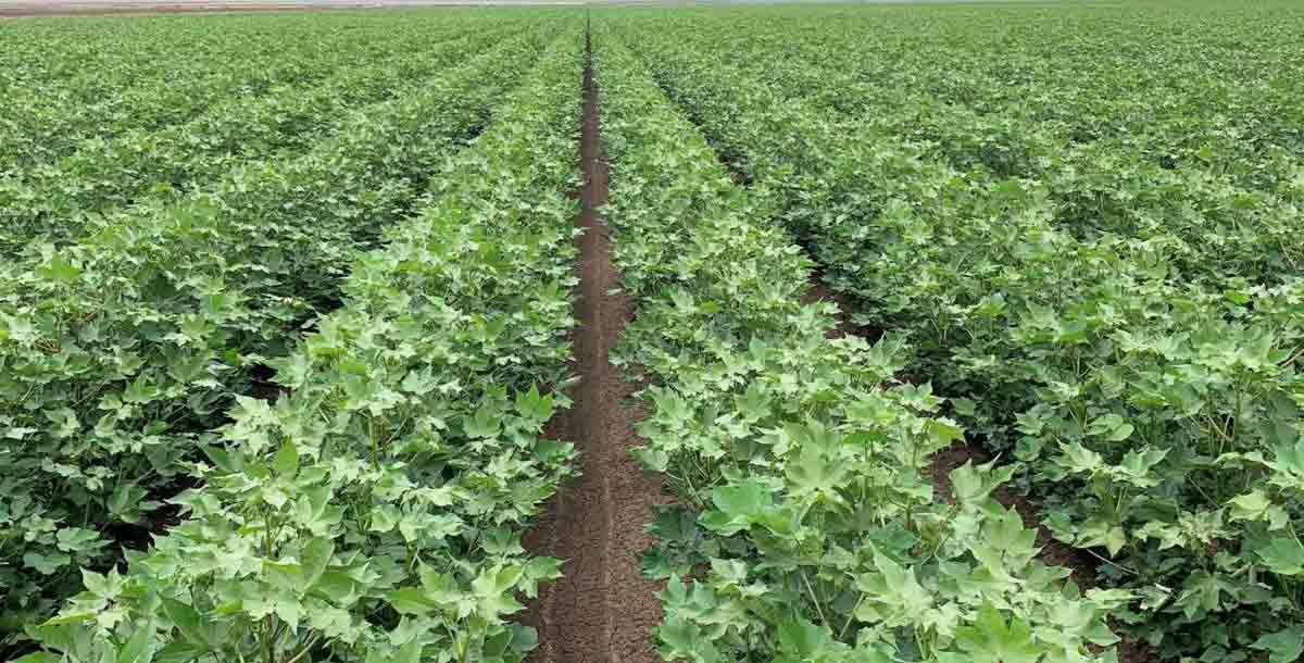 పంటలు-యాజమాన్య పద్ధతులు