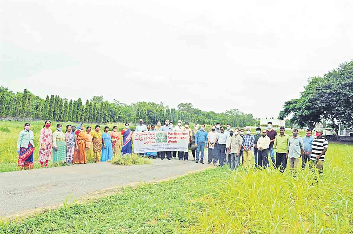 వయ్యారి భామతో పంటకు చేటు