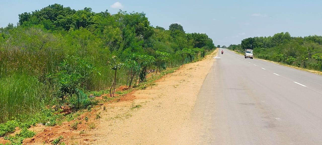 కోదాడ-జడ్చర్ల జాతీయ రహదారికి హారిత శోభ