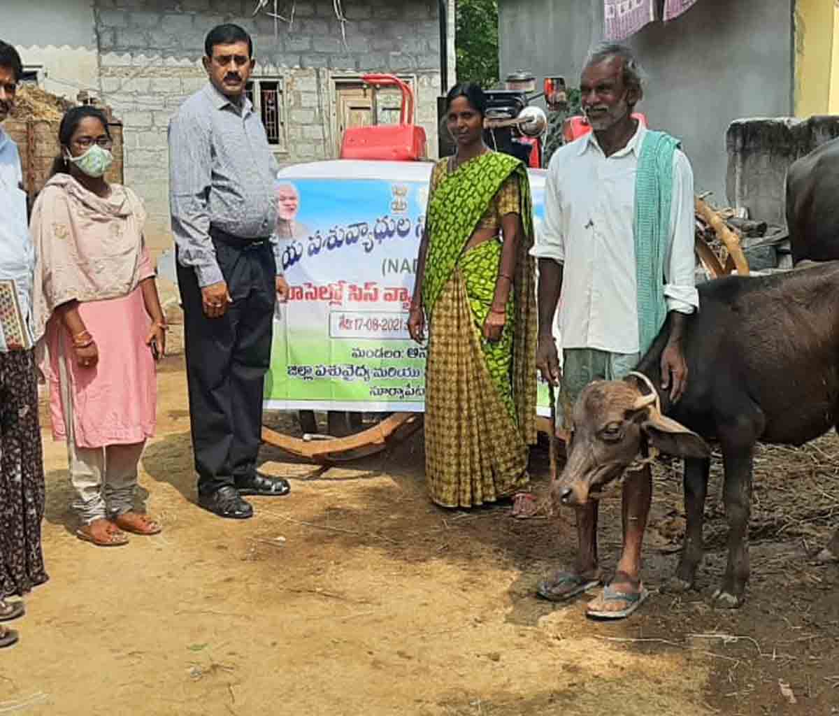 ఆడదూడల ఆరోగ్యానికి ‘బ్రూసెల్లోసిస్‌’