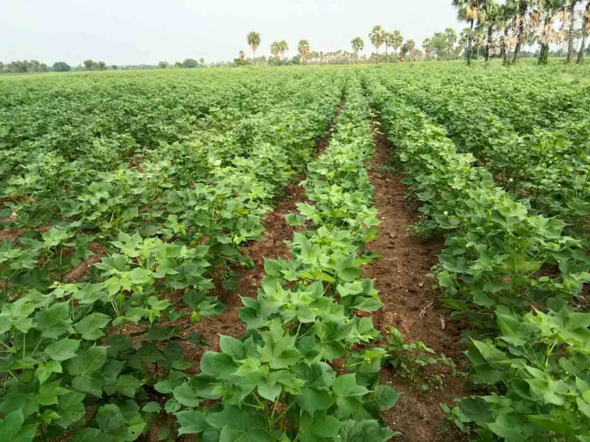 పక్కాగా.. సాగు లెక్క