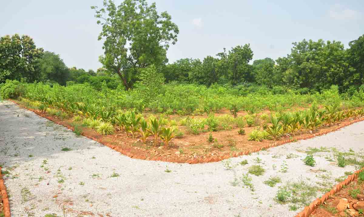 మేడారానికి మహర్దశ