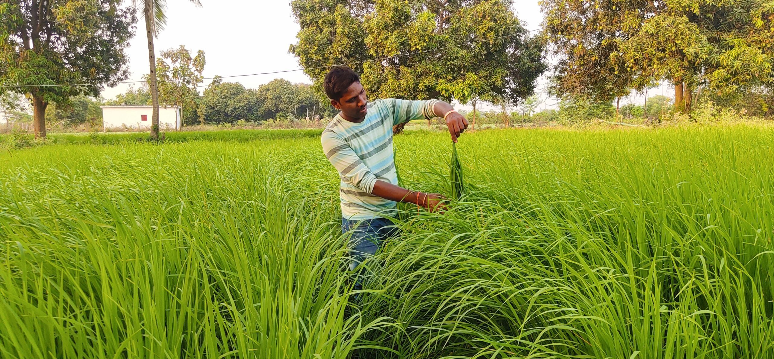 ఏడేండ్లలో 30 రకాల పంటలు.. సూర్యాపేట రైతు ఘనత