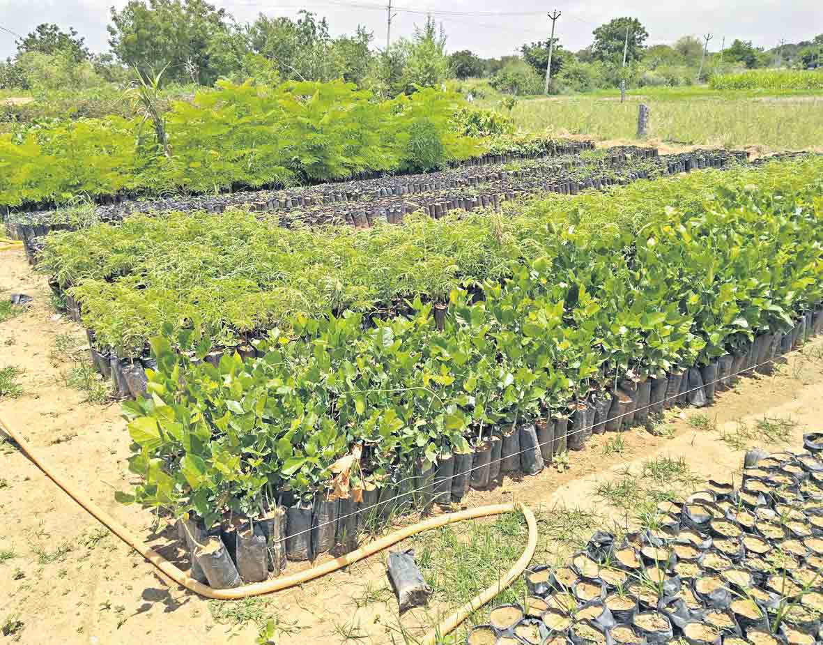 నర్సరీలపై నిఘా