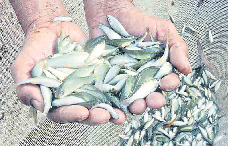 మత్స్యకేంద్రానికి మహర్దశ