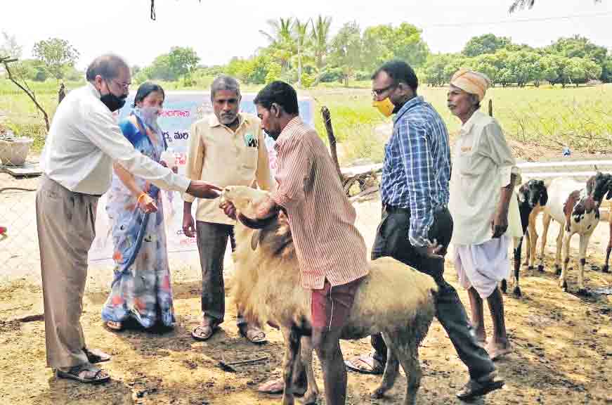 నట్టల నివారణ మందులు వేయించాలి