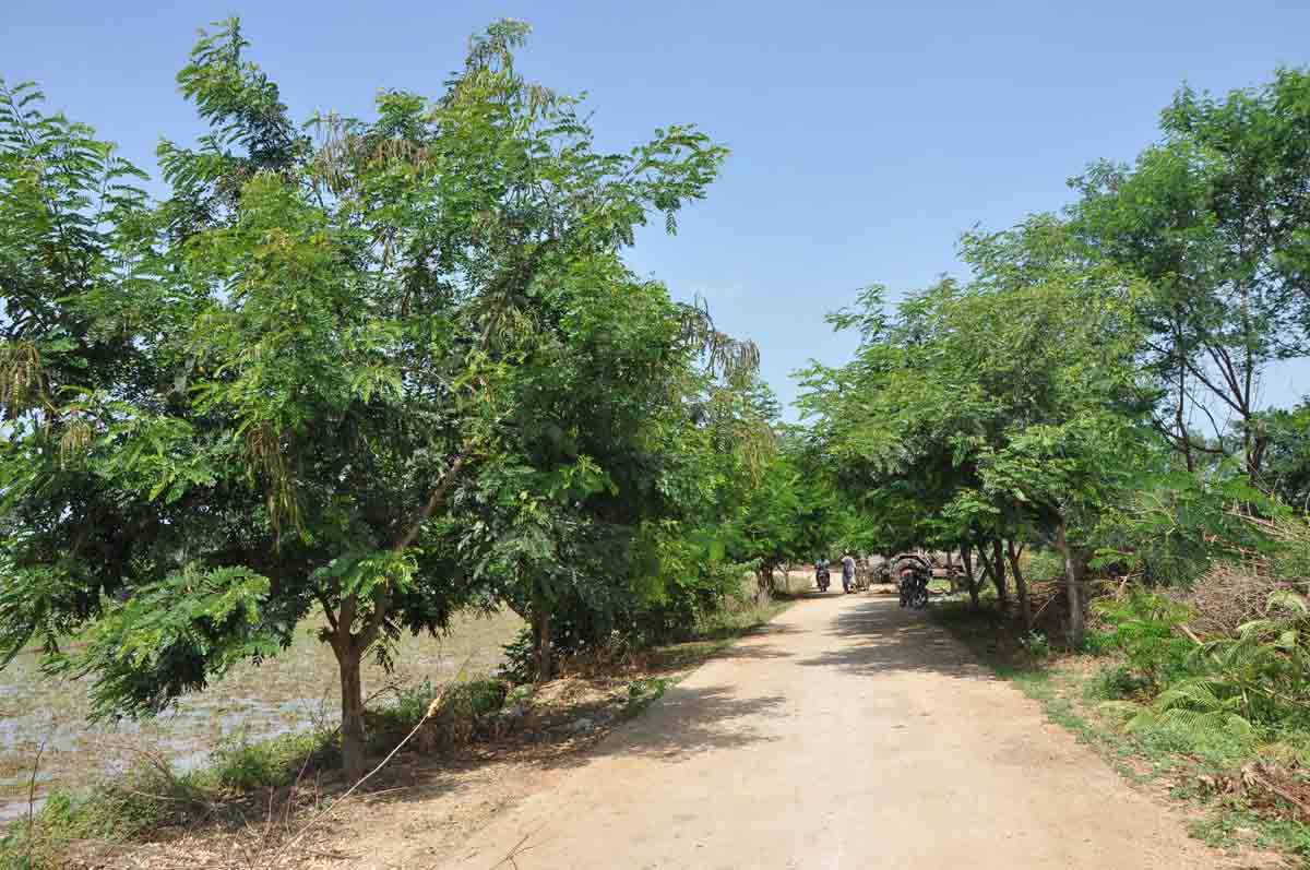 పల్లె వనం.. ప్రగతి తోరణం