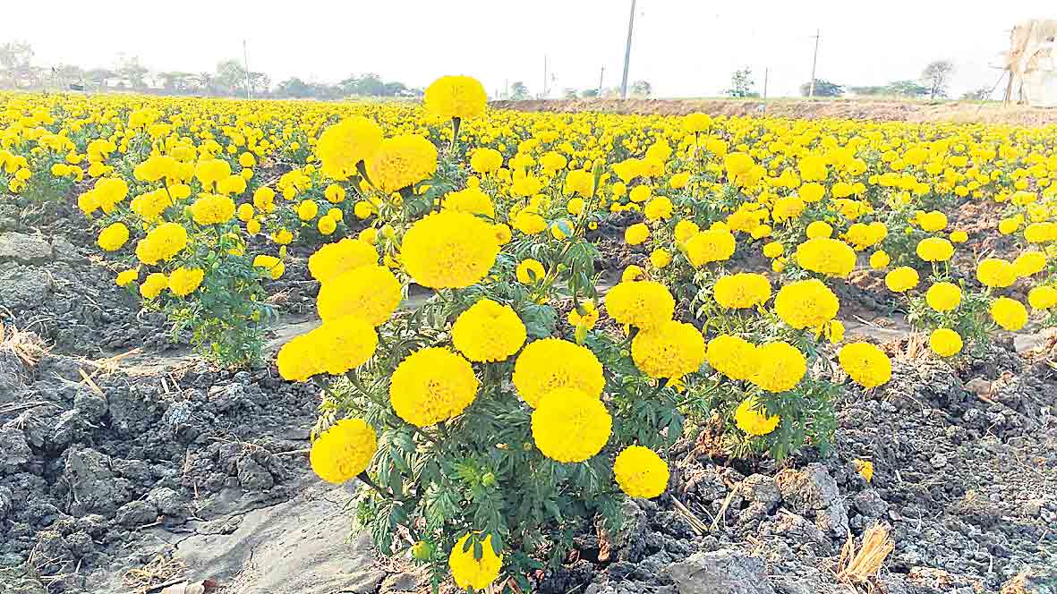 బంతిసాగుతో భలే లాభాలు