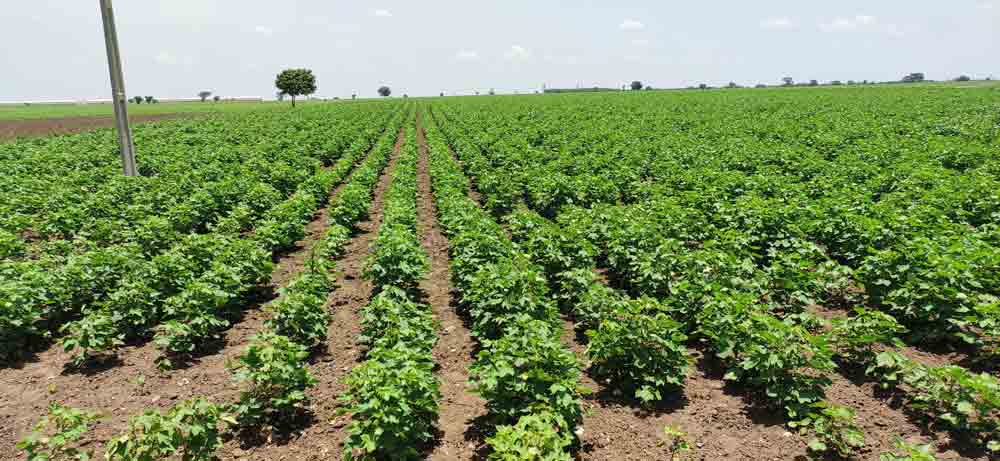 8 వేల ఎకరాల్లో పత్తి