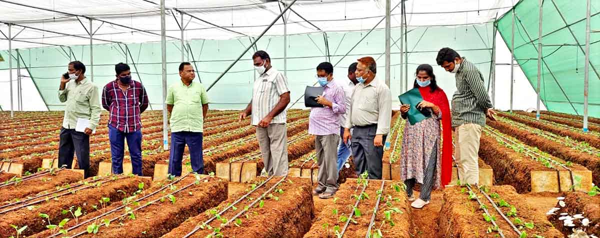 పండ్ల తోటలతో చక్కటి ఆదాయం
