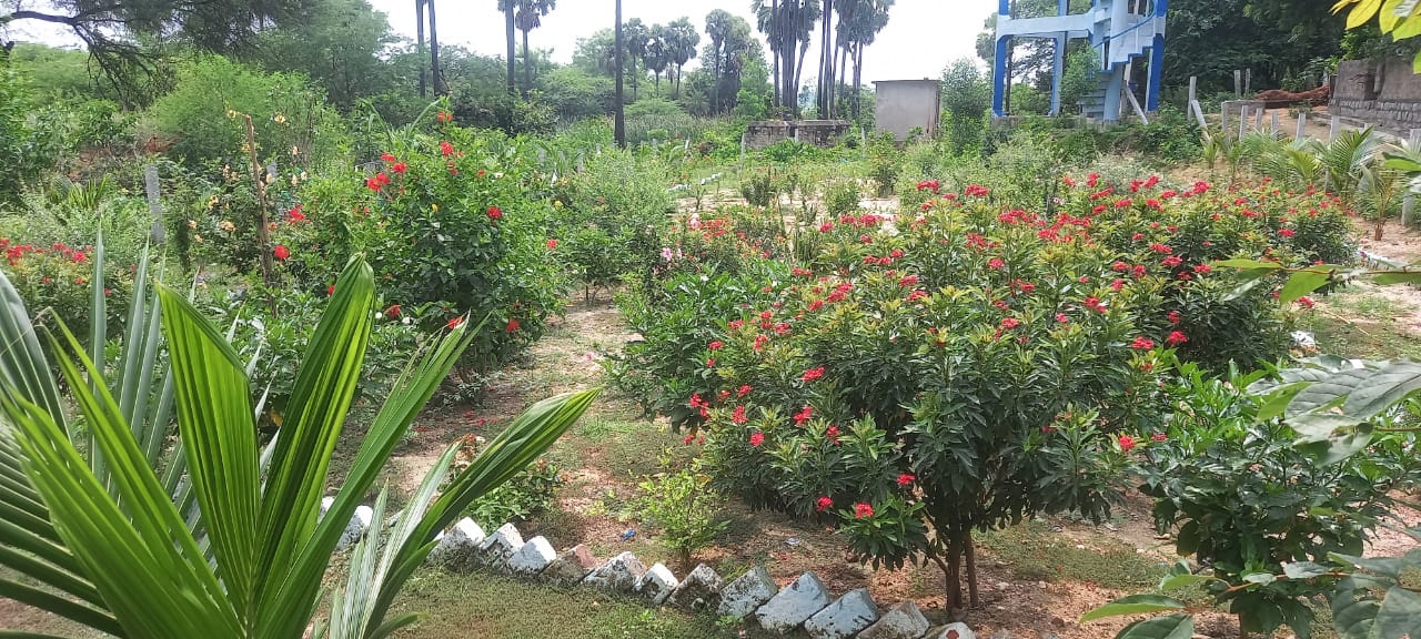 నల్లగొండ: అభివృద్ధిలో అదరహో.. రావులపెంట