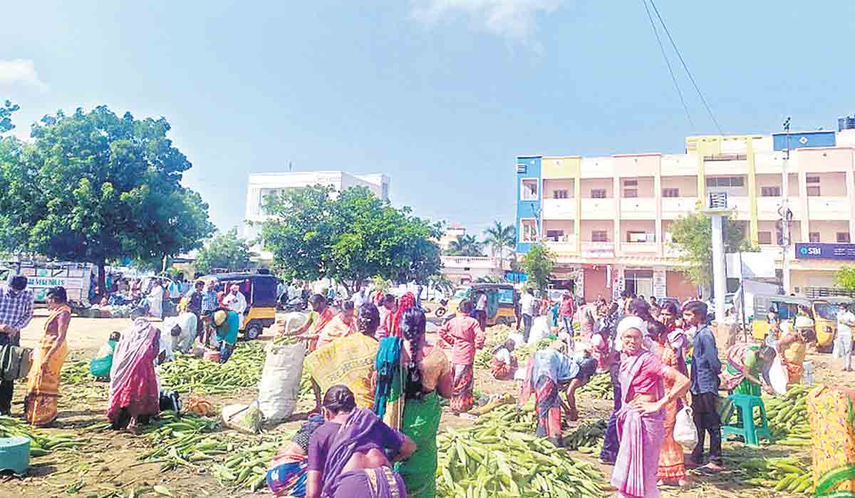 అంకాపూర్‌ అంగట్లో మక్కెనలకు మస్త్‌ గిరాకీ