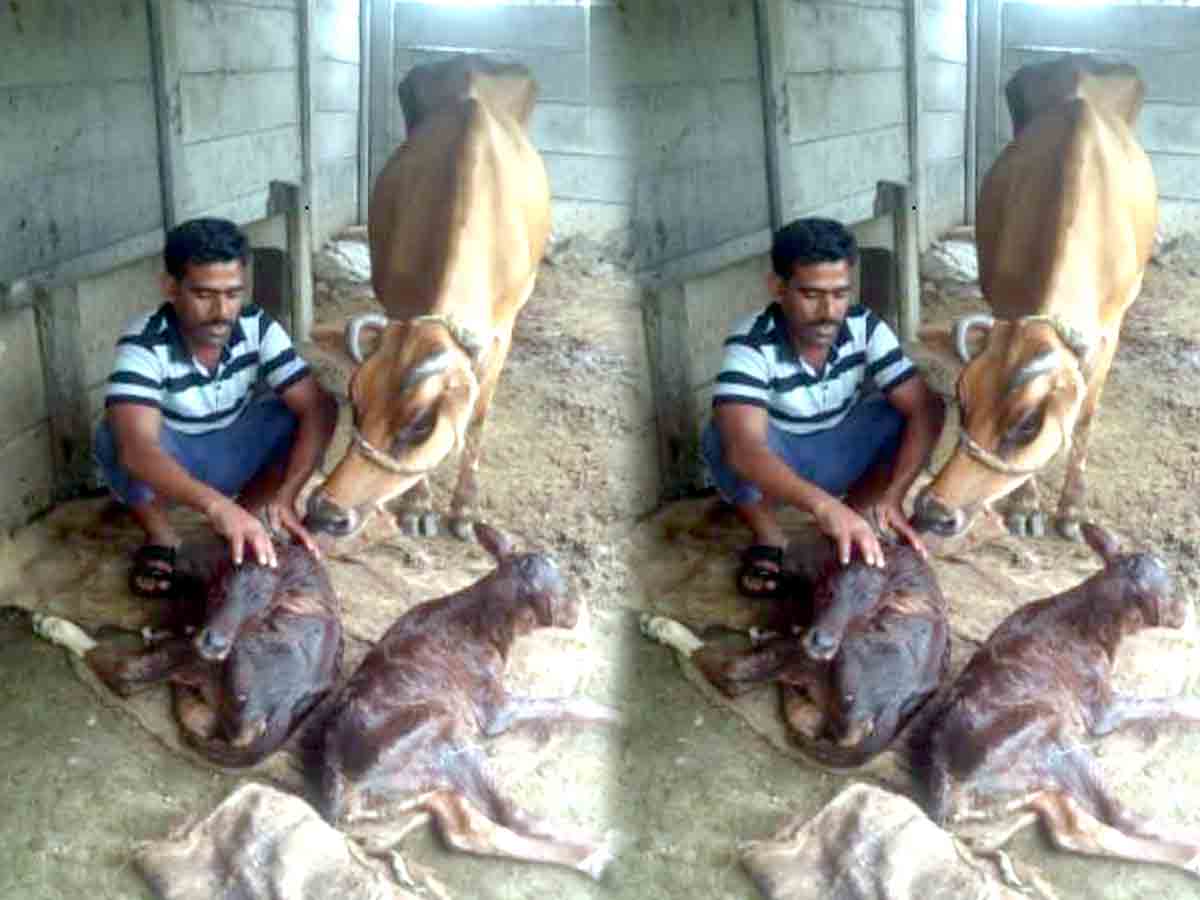 ఒకే ఈతలో రెండు లేగదూడలు