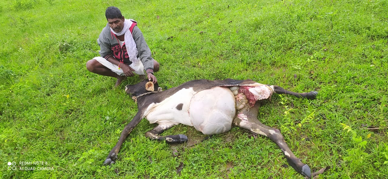 Vikarabad : చిరుత దాడిలో లేగదూడ మృతి