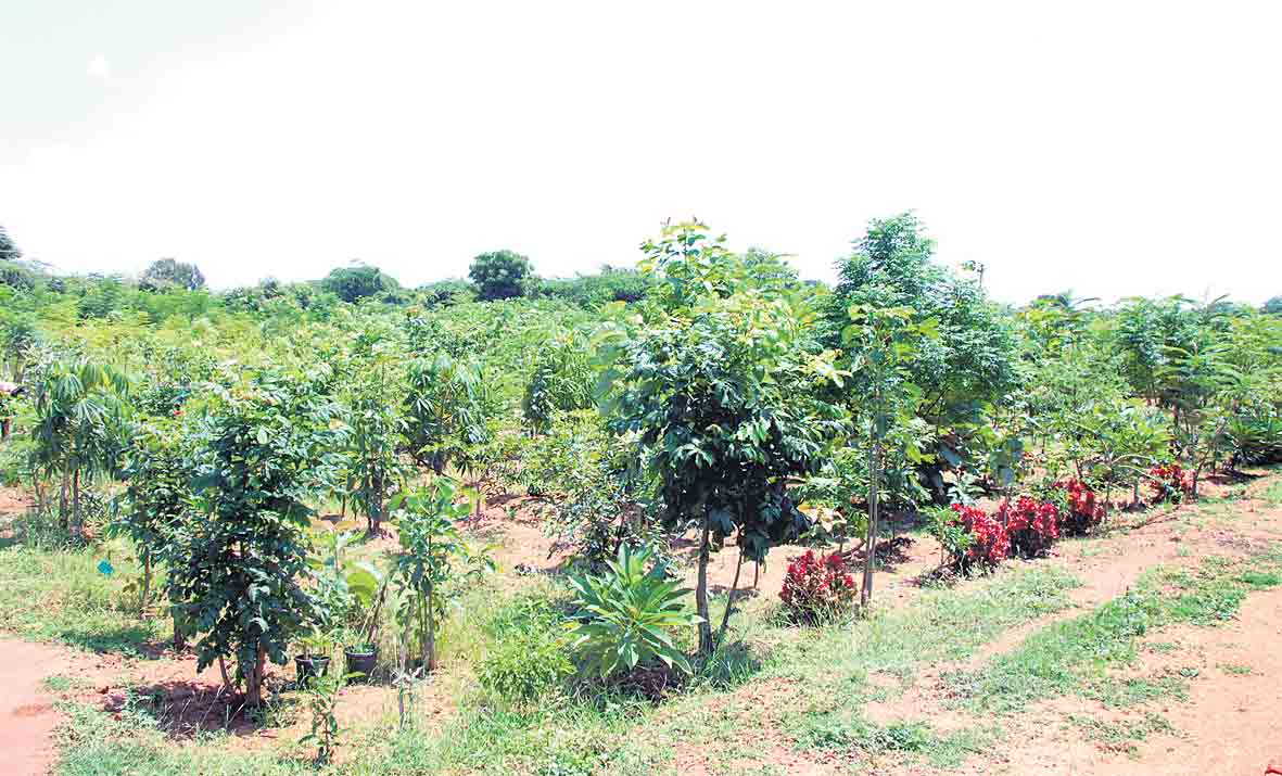 పల్లె ప్రకృతి వనం.. ఔషధ నిలయం