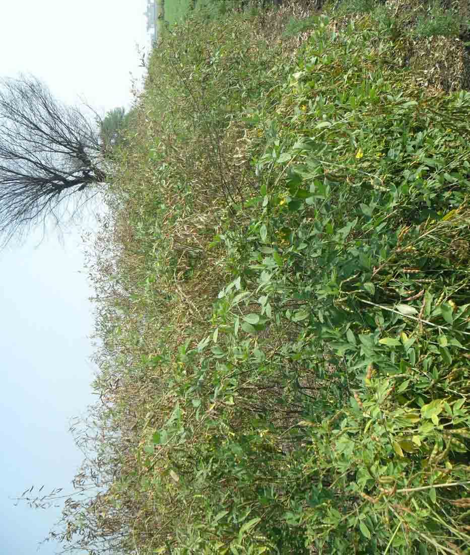 కంది వైపు.. రైతు చూపు