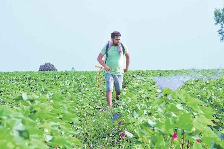 Telangana Cotton : ఊరంతా ఒకే మాట.. పత్తి బాట