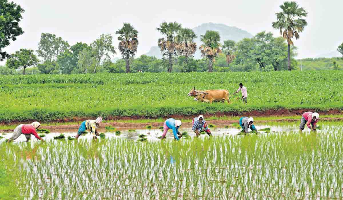 రుణ మాఫీ రూ.175.64 కోట్లు