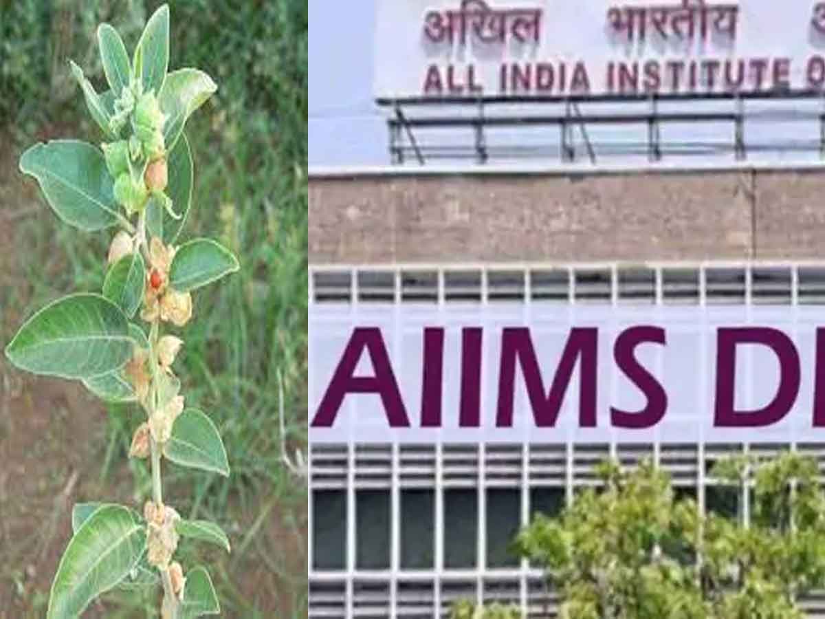 Ashwagandha Medicine : అశ్వగంధ ఔషధంపై బ్రిటన్‌ పరిశోధన