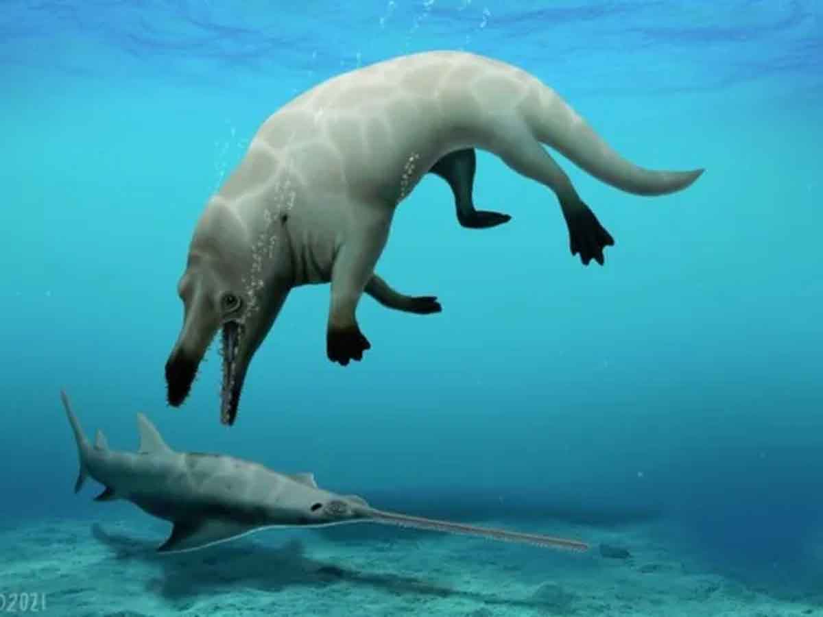 4-legged whale : నాలుగు కాళ్ల తిమింగలం దొరికిందోచ్‌..!